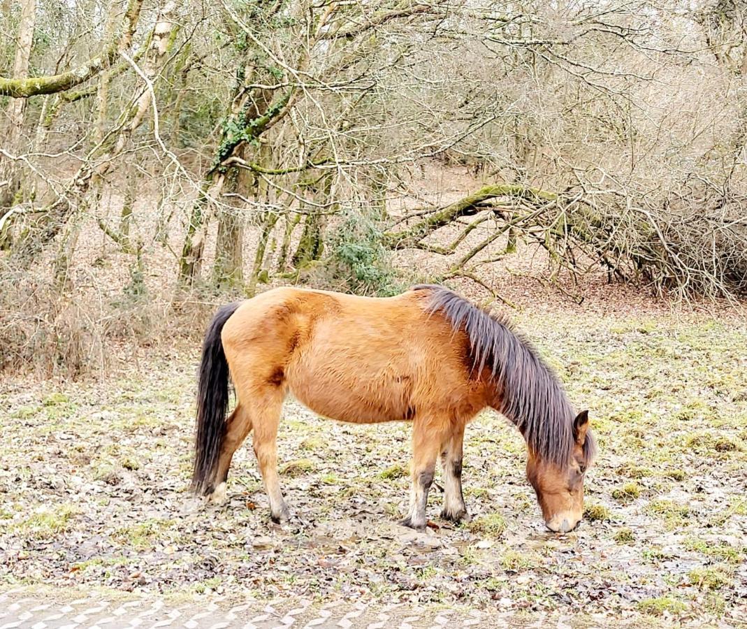 In The Heart Of The New Forest Fordingbridge Exterior photo
