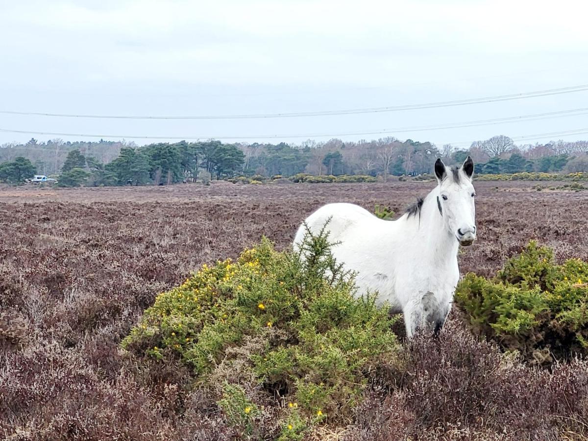 In The Heart Of The New Forest Fordingbridge Exterior photo